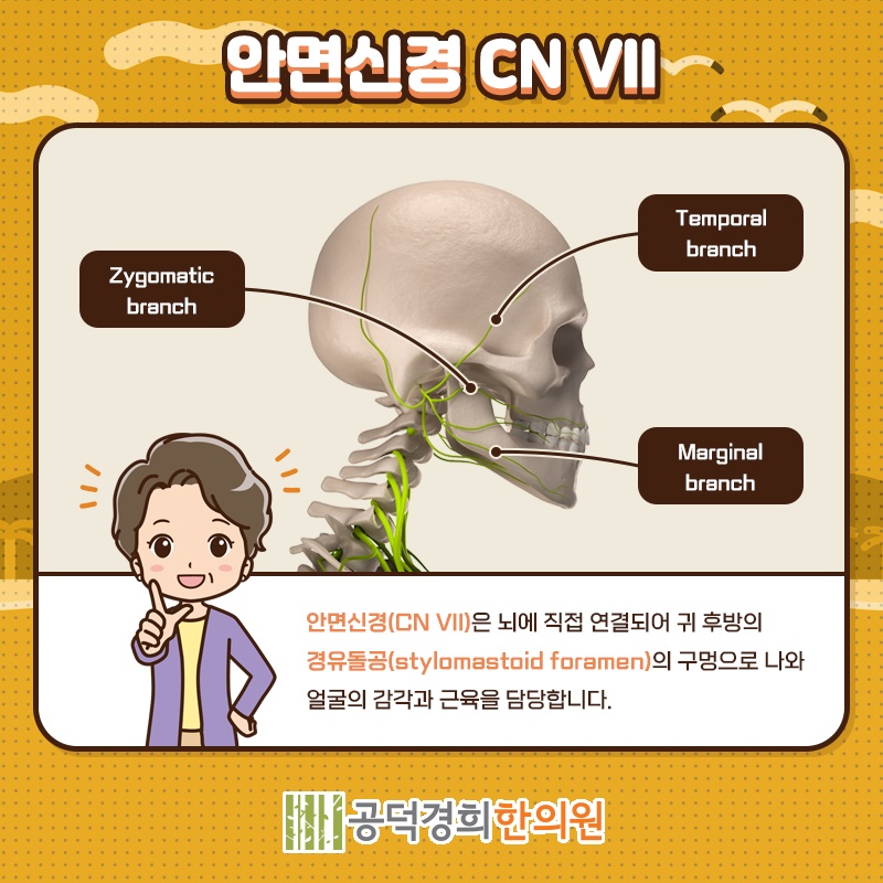 안면신경마비, 증상 초기에 확인해야 할 대응 시점